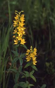 Image result for Lysimachia brevipes