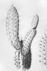 Browse our barrel cactus images, graphics, and designs from +79.322 free vectors graphics. Cactus Pencil Drawing Google Search Cactus Drawing Pencil Drawings Drawings