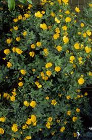 These easy to grow shrubs are one of the few deciduous shrubs that still look. Low Water Flowering Shrubs Yellow Flowering Shrub Flowering Shrubs Yellow Flowering Bush