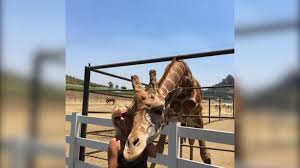 Aug 04, 2021 · the animal will be spared and moved to a sanctuary, according to city officials. Stanley The Giraffe Seized In Place As Evidence In Criminal Trials As Dozens Fight For Refunds At Malibu Wine Safaris Abc7 Los Angeles