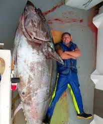 How much does a pound of tuna steak cost? Monster Bluefin Tuna Weighed 415kg Stuff Co Nz