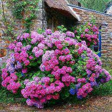 You can see how to get to grand junction florabloom on our website. Lorraine Kay Lamp Montgomery Steward