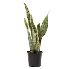 Let this strong piece of natural sculpture stand proud. Indoor Sansevieria Tri 15cm Pot The Warehouse