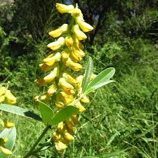 Image result for Eriosema psoraleoides