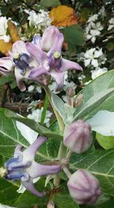Giant Milkweed Crown Flower Plant Blooming March May 2016 The Flowers Last A Long Time Wax Like Planting Flowers Beautiful Flowers Plants