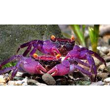 Selalu jaga kualitas kepiting soka. Kepiting Hias Shopee Indonesia