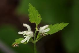 Image result for Leucas glabrata