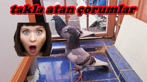 Takla Atan Yabani Guvercin Olur Mu Youtube