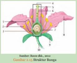 Jadi, luas permukaan prisma tersebut adalah 392 cm2. Kunci Jawaban Mengamati Struktur Bagian Bunga Rofa Education Centre