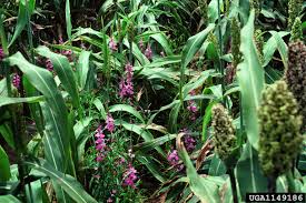 Image result for Striga junodii