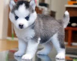 Sebelum kita melihat cara terbaik untuk melatih malamute alaska, topik spesifik tentang jenis yang luar biasa ini harus diatasi. Incredible Bayi Hewan Hewan Mainan Anjing