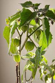 In one cup (140 grams) the ground cherry offers 74 calories, 1 gram of fat, 3 grams of protein, and 16 grams of carbohydrates (4 grams of which is dietary fiber). How To Grow Ground Cherry Plants For A Big Harvest How To Grow Everything