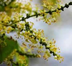 Image result for Aeschynomene chimanimaniensis