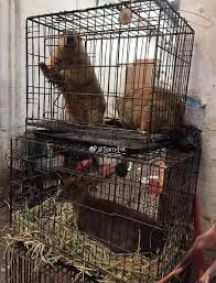 Dehydrated koala given drink by cyclists during australian wildfires. January 2020 Page 2 World Animals Voice