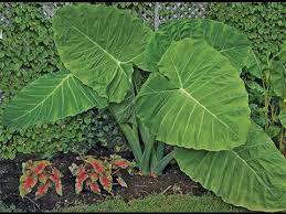 Easy and fast in a partly sunny location. Growing The Elephant Ear Thai Giant Colocasia Gigantea Youtube