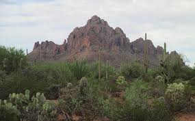 Image result for Tragia lasiophylla