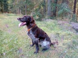 Image result for německý křepelák postava