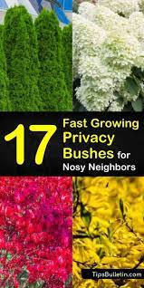 27+ Fast Growing Shrubs