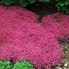 Rose Magic Carpet Flower Seeds Thymus Perennial 50 Etsy Plants Ground Cover Plants Red Creeping Thyme