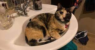 White glass kitchen sinks ukc coonhound forum scp. Calico In Sink Catsinsinks