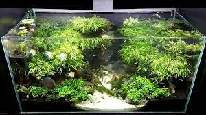 You simply let your imagination and nature rule. 21 Best Aquascaping Design Ideas To Decor Your Aquarium Tips Inside Homelovers Aquascape Aquarium Decorations Diy Fish Tank