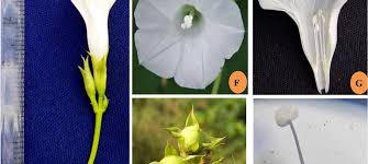 Image result for Ipomoea fulvicaulis