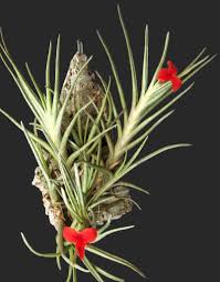 Image result for Albertisia exelliana