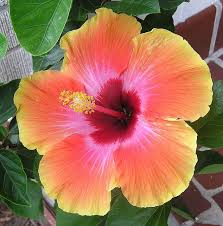 Dogs will become poisoned from eating any part of the hydrangea plant, says dr if your dog is prone to chewing on foliage or flowers, build a decorative barrier around your hydrangeas or plant them in what is hibiscus? Cosmic Dancer Hibiscus Flower Tattoos Hibiscus Flowers Beautiful Flowers
