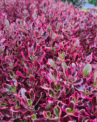 Image result for Coprosma