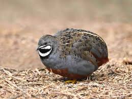 Keeping, Breeding, and Raising Button quail | BackYard Chickens - Learn How  to Raise Chickens