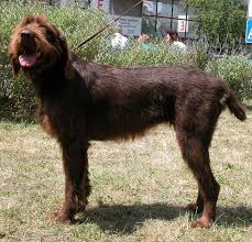 Ruby is the daughter of lon & bella. Pudelpointer Info Temperament Puppies Pictures Rock Creek Pudelpointers Home Facebook 8 Best Pudelpointer Awesomeness Dog Breeds Dog Breeds Pictures Puppies