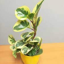 Bentuknya yang mungil dan cantik membuat banyak pecinta tanaman hias ingin mengoleksinya. New Tanaman Hias Indoor Teduh Pot Mini Peperomia Obtusifolia Variegata Ayo Beli Shopee Indonesia