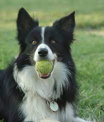 Border Collie With Ball Border Collie Dog With Tennis Ball In It S Mouth Aff Ball Collie Border Mouth Collie Dog Border Collie Dog Border Collie