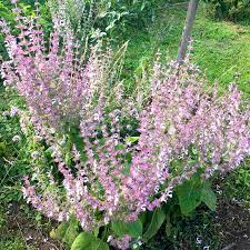 Image result for Salvia sclarea