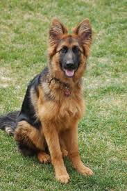 Long Hair Long Coat Stock Hair Etc German Shepherd Dog Forums German Dogs German Shepherd Puppies Long Haired German Shepherd
