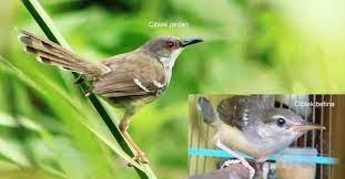 Burung ciblek gacor dan ngplong biasa ciri fisik ciblek jantan dan cara membedakan ciblek kebun jantan dan betina atau anakan ciblek jantan. Rekomendasi Makanan Burung Ciblek Agar Cepat Gacor Hargaburung Id