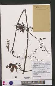 Image result for Ampelocissus abyssinica