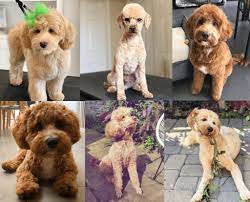 Entdecke rezepte, einrichtungsideen, stilinterpretationen und andere ideen zum ausprobieren. Best Labradoodle Haircuts Puppy Cut Teddy Bear Cut Etc We Love Doodles