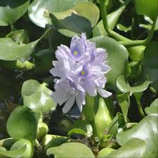 Image result for Pontederiaceae