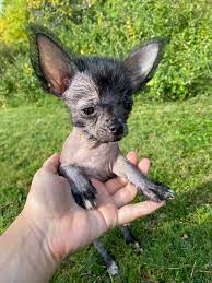 Don't miss what's happening in your neighborhood. Meet Zorro My New Chinese Crested Chihuahua Mix Baby Chinesecrested