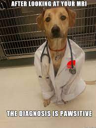 Dr Dog Diagnosis Meme On Imgur