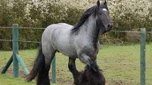 Check spelling or type a new query. Blue Roan Brabant Draft Horses Raw Power Meets Beauty Youtube