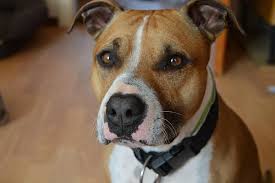 Friendliness is in this breed's nature—he's loyal and affectionate with family, and civil with new people. Dog American American Staffordshire Terrier Pitbull American Staffordshire Face Pikist