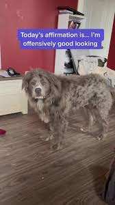 At first glance, people aren’t sure what they’re looking at with this Pit Bull. Silky, Long-Haired Pit Bull Is So Rare People Do a Double Take