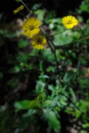 Image result for Anisosepalum