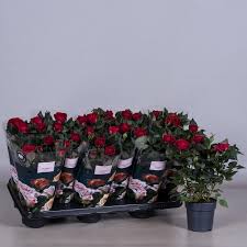 Its botanical name comes from its leaves, which have 5 or more deep lobes and vaguely resemble a human hand. Rose Plant Indoor 20 30cm Buy Online In Uae Green Souq Uae