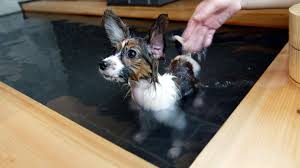 Causes of paw irritation include irritation after walking on gravel, allergies to grasses, broken nails, wounds, spider, wasp, bee stings, snake bites or a broken toe. Puppy Insect Stings Bug Bites 1st Aid Allergy Emergency