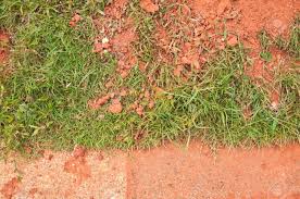 If you have clay growing up to 8′ tall, this is a beautiful ornamental grass that can provide a focal point or central. Grass Grow In Red Clay Stock Photo Picture And Royalty Free Image Image 16607433