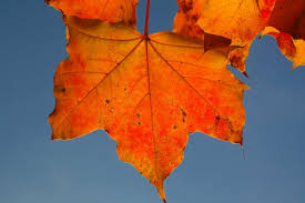 Simply do online coloring for maple leaf sketch coloring page directly from your gadget, support for ipad, android tab or using our web feature. Hd Wallpaper Leaf Maple Leaf Autumn Fall Color Acer Platanoides Yellow Wallpaper Flare