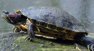 red eared slider growth rate how fast do red eared sliders